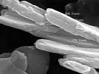 �o�C(j��)������