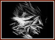 �۱�ϩ�ϳ��w�S