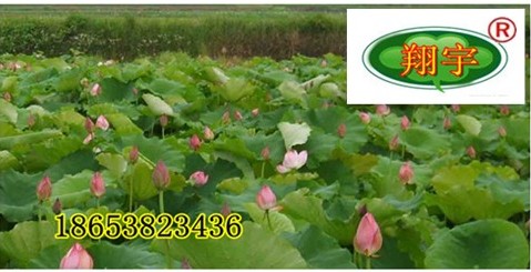 ����(y��ng)�㽭ɏź����ɫ�w�S��ź�ط��B����Ĥ