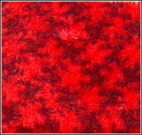 ���]�ؽq��̺