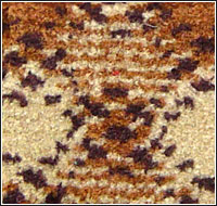 ���]�ؽq��̺