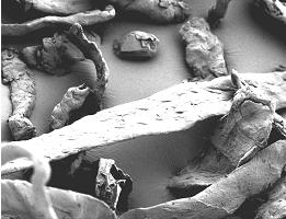 ����(y��ng)Ħ���������ЙC(j��)��(f��)���w�S��