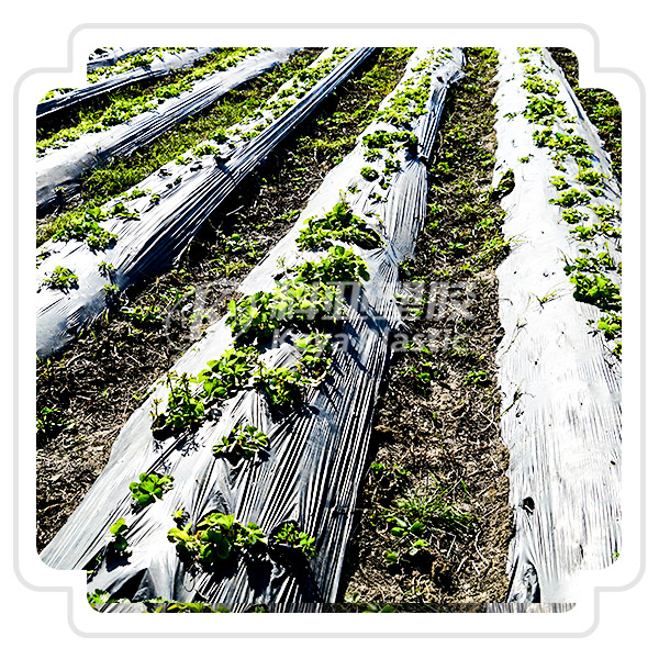 ������UV���ϻ�ĸ��